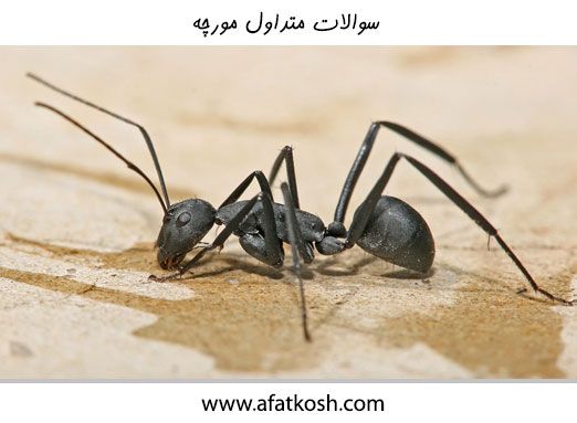سوالات متداول در مورد مورچه